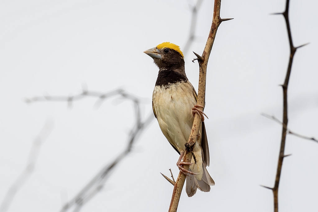 Black-breasted Weaver